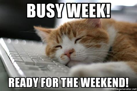 Meme generator, instant notifications, image/video download, achievements and. Busy week! Ready for the weekend! - Sleepy Cat | Meme ...