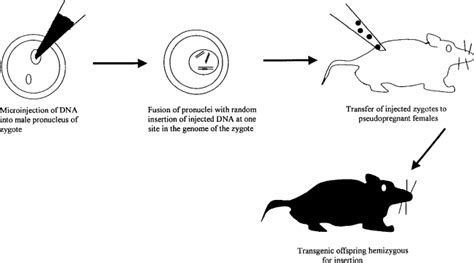 The Use Of Transgenic Mice In Pharmacokinetic And Pharmacodynamic