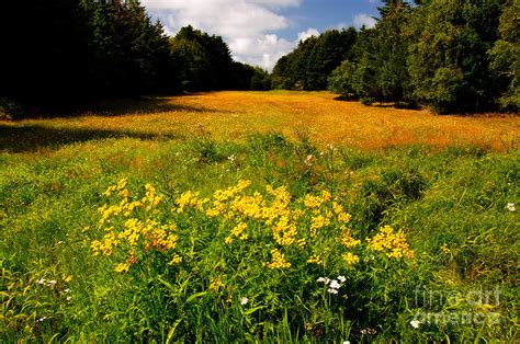 Meadow Filled With Yellow Flowers Photograph By Gry Thunes Fine Art