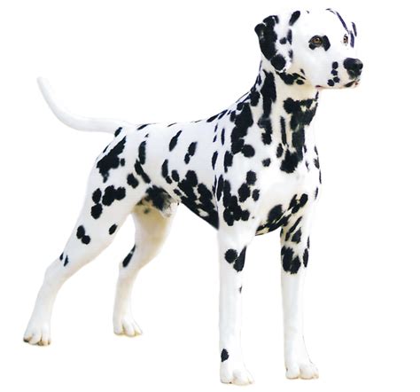 Dalmatian Dog Png Transparent Dalmatian Dogpng Images Pluspng