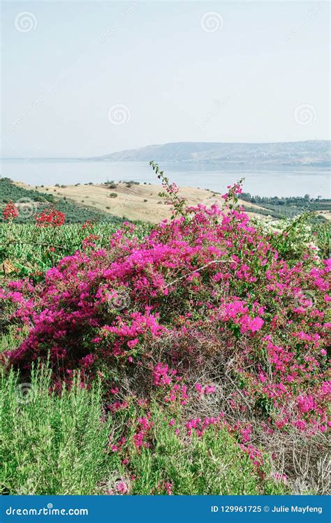 Looking Over The South End Of The Sea Of Galilee Israel Stock Image
