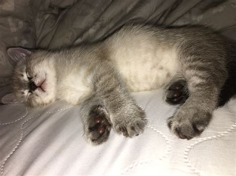 The Cause Of A Cat S Stomach Lump - vrogue.co