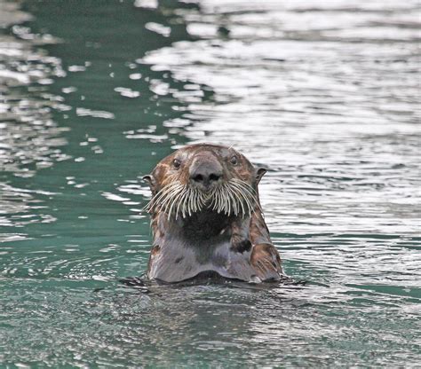 Otter Sea Enhydra Lutris Morro Bay Mar 12 Kikapookid Flickr