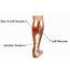 Calf Muscle Pain Treatment With 3 Exercises  Videos Included