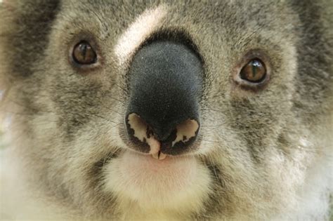 Close Up Of A Koalas Nose Stock Photo Download Image Now Animal