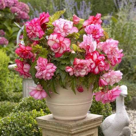 Best Flowers For Balcony Garden