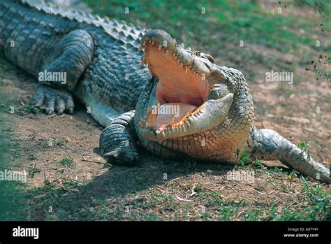 Australia Wildlife Saltwater Crocodile Crocodylus Porosus Stock