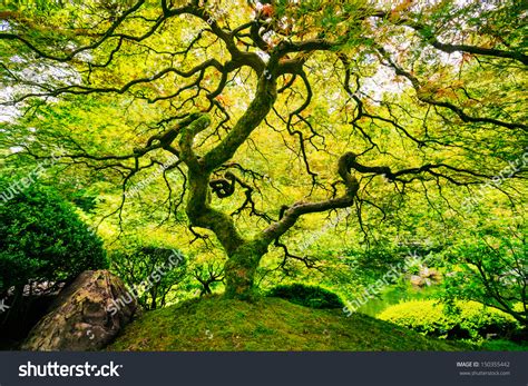Стоковая фотография 150355442 Amazing Green Japanese Maple Tree Nature