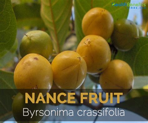 Nance Fruit Facts Health Benefits And Nutritional Value