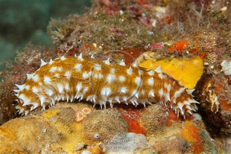 A Tigertail Sea Cucumber Holothuria Hilla Hawaii Stocktrek Images