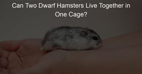 Can Two Dwarf Hamsters Live Together In One Cage Lil Hamster Love