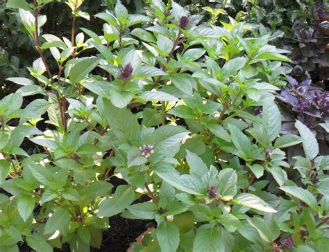 Backyard Patch Herbal Blog Herb Of The Week Cinnamon Basil