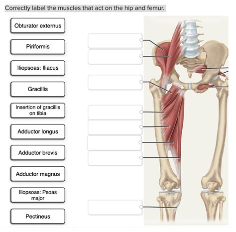 Solved Correctly Label The Muscles That Act On The Hip And