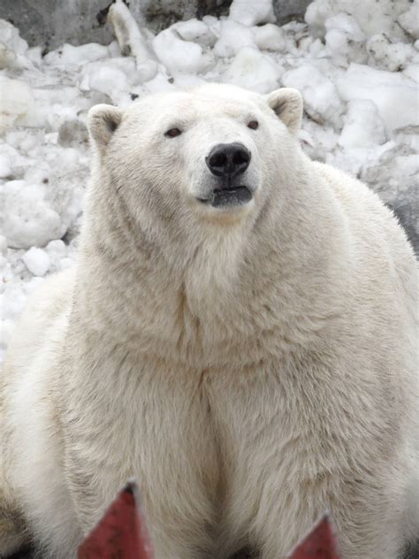 Female Polar Bear Zoochat
