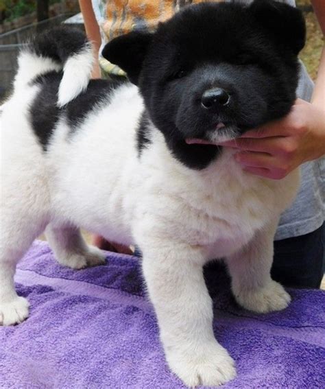We are a blue ribbon breeder with goldendoodle association of north america (gana). Akita Puppies For Sale | Raleigh, NC in 2020 | Akita ...
