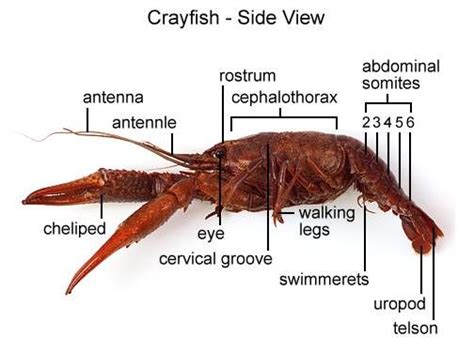 Crayfish Dissection Crayfish Dissection Homeschool Life Science