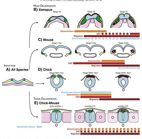 Figure 1 From Neural Crest Delamination And Migration From Epithelium