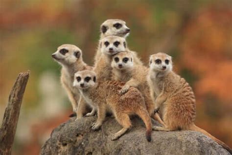 The Characteristics Behavior And Habitat Of The Meerkat My Animals