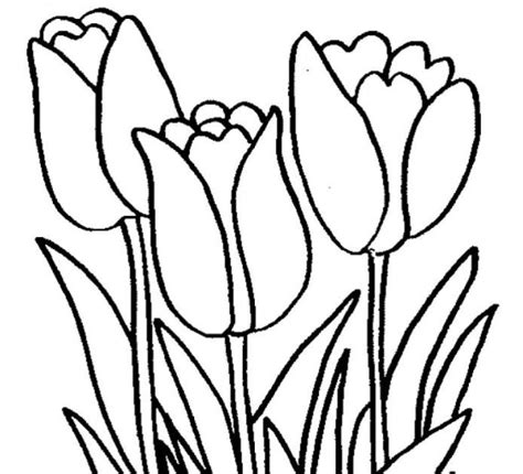 Sketsa Lukisan Bunga Tulip Terbaru