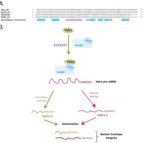 Urm1 Cascade And Properties A Sequence Alignment Of Ubiquitin Download Scientific Diagram