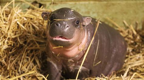 Pygmy Hippo With Cancer Gives Birth To An Adorable Baby Boy On Boxing