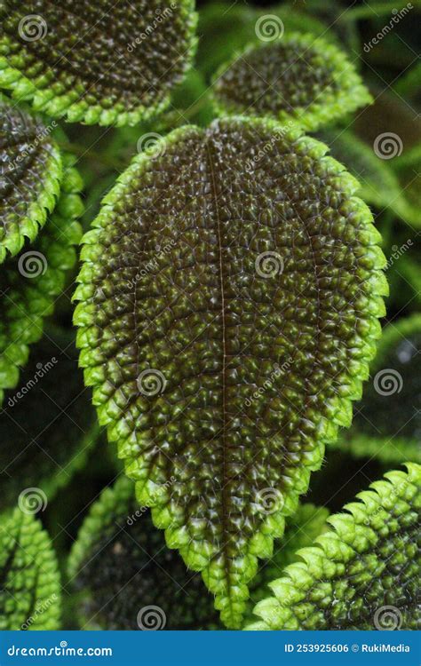 Moon Valley Plant Pilea Mollis Stock Photo Image Of Macro Forest