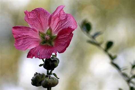 Mallow Stock Rose Blossom Bloom Bud Hollyhock Flower Garden