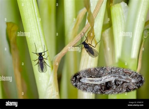 Larva And Adult Of Dark Winged Fungus Gnat Sciaridae On The Soil