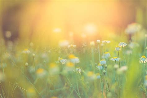 Autumn Or Summer Blurred Nature Background With Flowers Field And