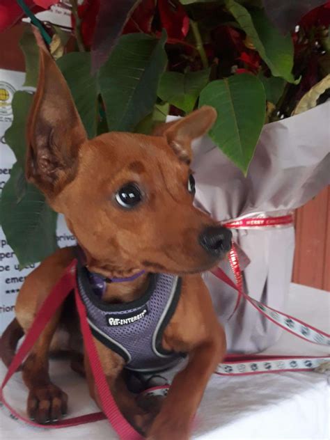 Justin 1 Year Old Male Miniature Pinscher Cross Available For Adoption