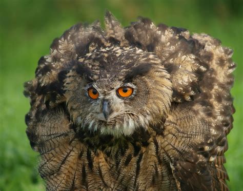 Birds Of Prey The Eurasian Eagle Owl Hubpages