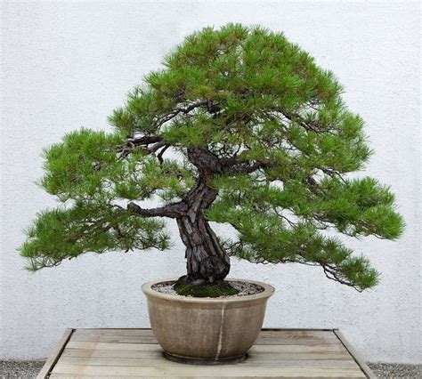 Pinus Densiflora Bonsai
