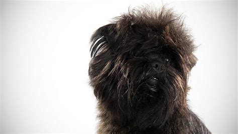 Affenpinscher Dog Breed Selector Animal Planet