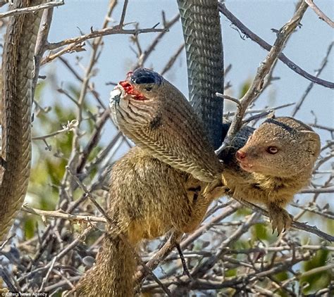 Deadly Boomslang Snake Becomes Dinner For A Mongoose Daily Mail Online