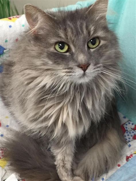 Adopt Stevie On Cool Pets Long Haired Cats Animal Control