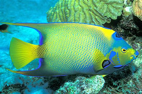 Queen Angelfish Facts And New Pictures All Wildlife Photographs