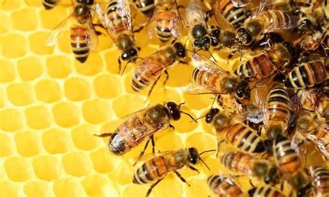 Latest Bee Population Decline Statistics Facts
