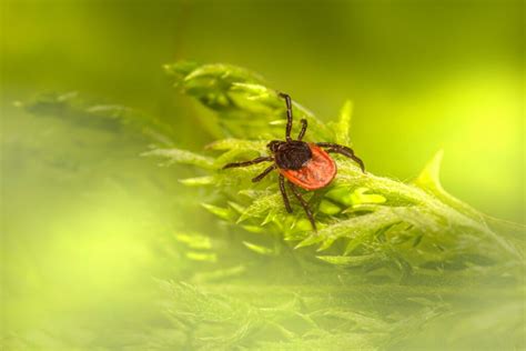Number Of People Diagnosed With Lyme Disease On The Rise Study Shows