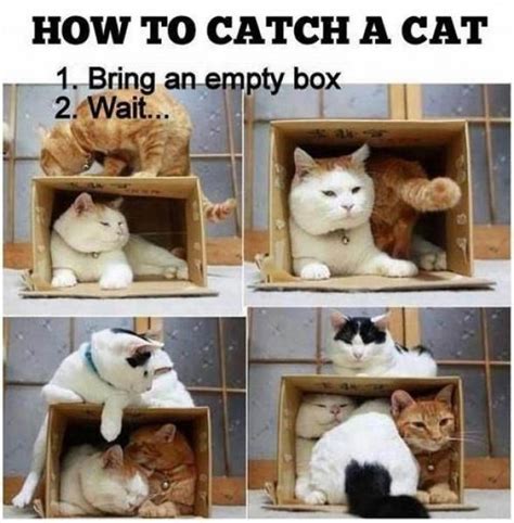 An Image Of Cats In Boxes With Caption Saying How To Catch A Cat
