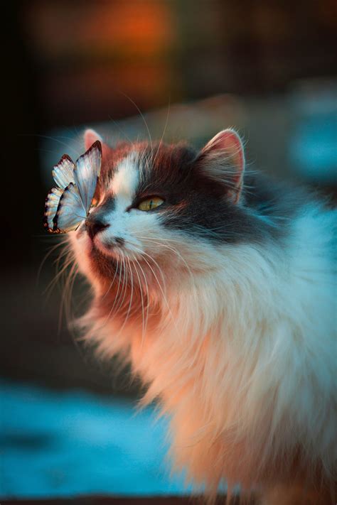 White Butterfly Resting On Cats Nose Photo Free Cat