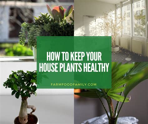 Indoor Plants Tips How To Keep Your House Plants Healthy