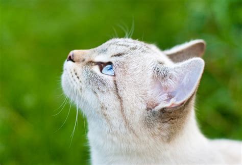 Healthiest Cat Breeds Petmd