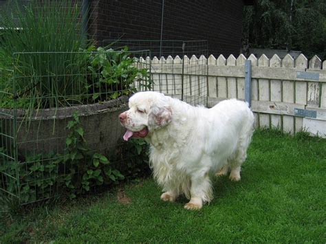 clumber spaniel dog breed information puppies pictures