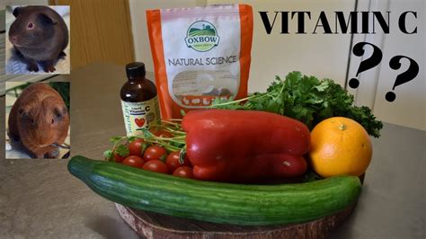 Vitamin c is an essential nutrient involved in the repair of tissue and the enzymatic production of certain neurotransmitters. Guinea Pigs | Vitamin C | Why They Need It | Supplements ...