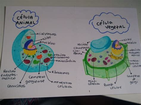 The Diagram Shows How Cellulia And Vegeal Cells Are Attached To Each Other