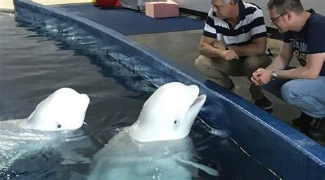 Two Beluga Whales That Lived In A Chinese Aquarium Moved Successfully