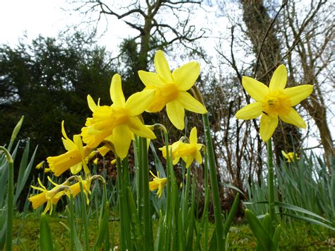 Free Stock Photo 17374 Daffodil Flowers In Woodland From Low Angle