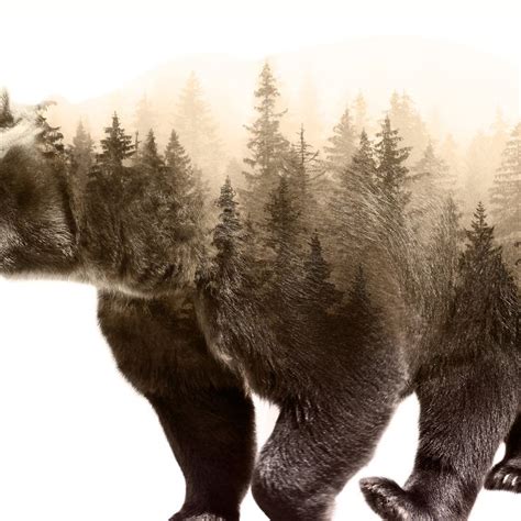 A Grizzly Bear Is Walking Through The Woods With Trees On Its Back