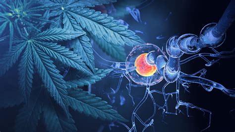 The role of acupuncture treatment is only a matter of complimentary treatment. How Good Is Cannabis for Multiple Sclerosis (MS)?