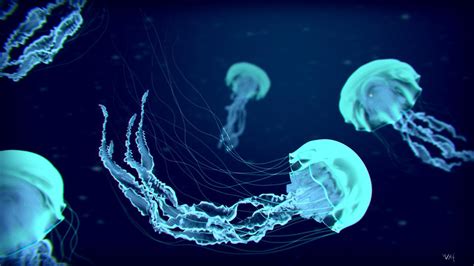 Jelly Fish Wallpapers Wallpaper Cave